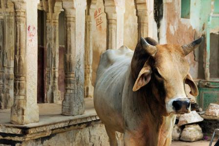 印度, 拉贾斯坦, shekawati, mandawa, 圣牛, 守护神殿, 母牛