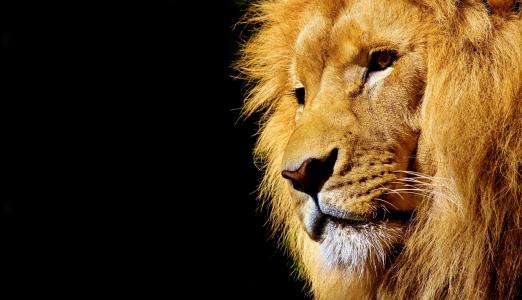 狮子, 野生动物, 危险, 动物, 非洲, 野猫, 动物园