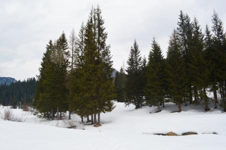 山脉, 雪, 树木, 寒冷的温度, 冬天, 树, 森林