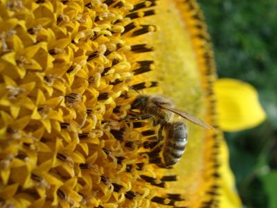 蜜蜂, 自然, 花, 太阳花, 蜂蜜, 昆虫, 黄色