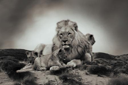 狮子, 小狮子, 动物, 婴儿动物, 幼狮, 狮子婴孩, 野猫