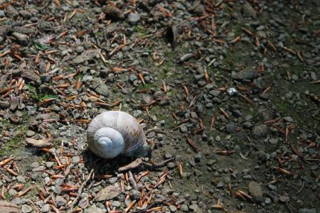 蜗牛, 壳, 蜗牛壳, 住房, 自然, 软体动物, 平静