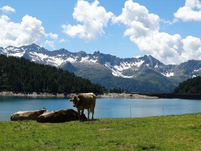 母牛, 牛, alm, bergsee, 湖, 山脉, 雪山