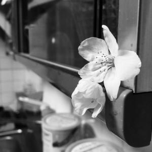 花, 厨房, 白花