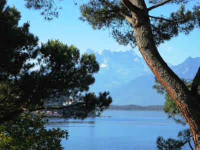 树, 山脉, 日内瓦湖, 水, 阳光明媚, 瑞士