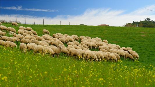 羊群, 草, 蓝蓝的天空, 山坡上, 农业, 自然, 农场