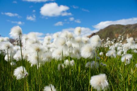 棉草, 花, 冰岛, 白色, 自然, 花, 草
