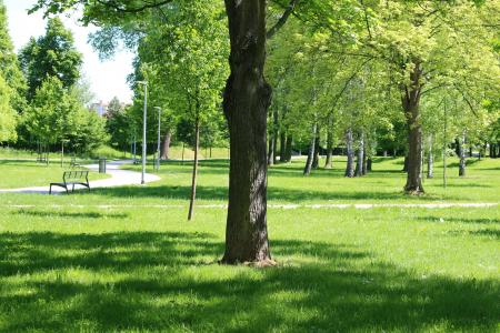 树, 公园, 板凳, stromovka, 春天, 景观, 自然
