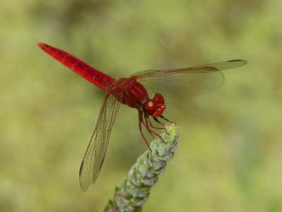 红蜻蜓, 湿地, 干, 蜻蜓, 有翅膀的昆虫, erythraea crocothemis