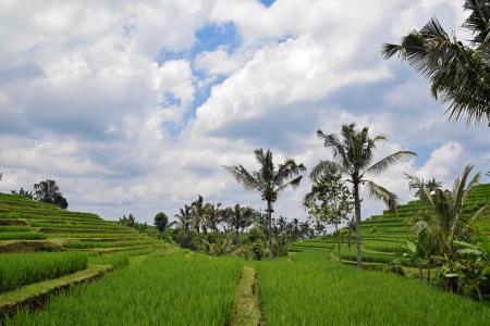 巴厘岛, 印度尼西亚, 旅行, 水稻梯田, 全景, 景观, 农业