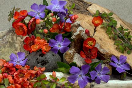 花, 木材, 沙子, 紫罗兰色, 关闭, 开花, 绽放