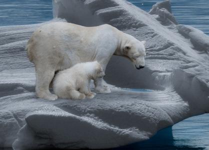 北极熊, 北极熊, 捕食者, 冰山, 感冒, 北极熊幼崽, 北极