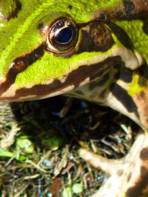 蛙池里, 青蛙, 两栖类动物, 绿色, 水, 生物