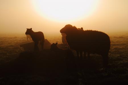羊, 日出, 雾, 早上, 剪影