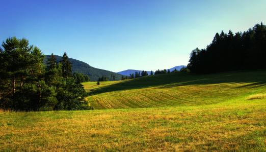 草甸, 夏季, 景观, 自然, 树木, 夏日清晨, 斯洛伐克