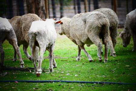 羊, 农场, 羊毛, 草, 动物, 羔羊, 自然