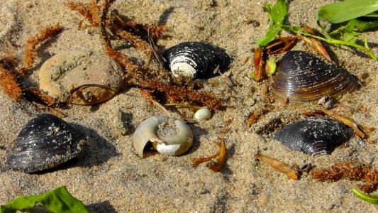 贻贝, 漂浮物, 海滩, 沙子, 蜗牛, 壳, 海洋动物