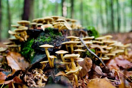 蘑菇, 森林, 日志, 秋天, 德国, 下萨克森, 自然