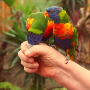 彩虹澳洲鹦鹉, 鸟类, 鹦鹉, 彩色, 手, 棍子, 蜂蜜