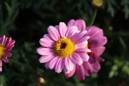 紫锥菊, 花, 药用, 自然, 植物, 黛西, 夏季