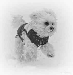 狗, 雪, 运行, 感冒, 白色, 冬天, 可爱