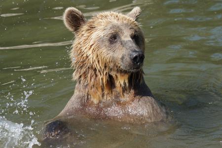 熊, 水, 湿法, 动物, 野生动物, 哺乳动物, 棕色的熊