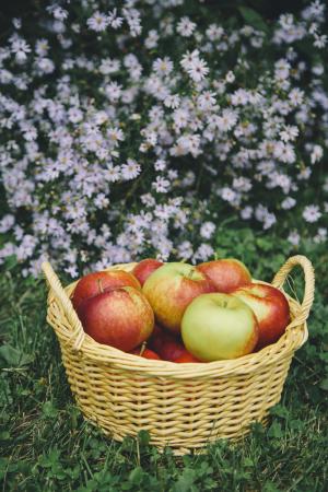 苹果, 苹果, 摘苹果, 购物篮, 水果, 健康, 自然