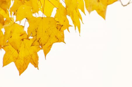 秋天, 树, 树木, 叶子, 叶, 分支机构, 黄色