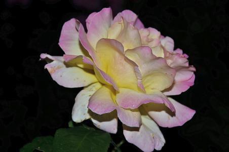 玫瑰, 粉色, 家庭, 蔷薇科, 植物区系, 植物, 投标