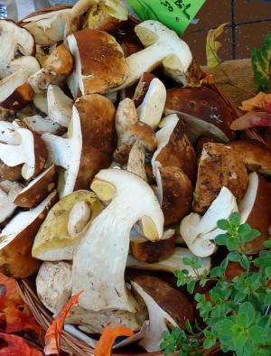 蘑菇, 秋天, 自然, 森林, 有毒, 潮湿, 高薪