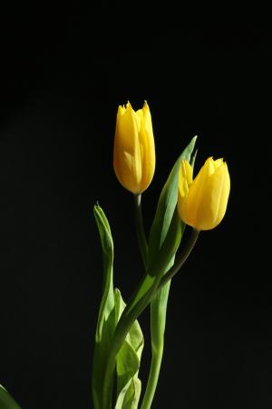 郁金香, 黄色, 花, 春天, 自然