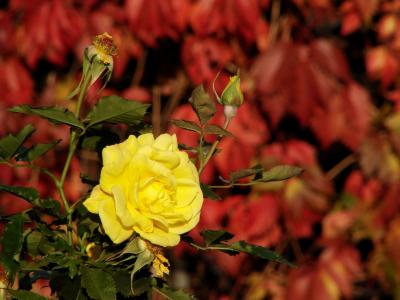 黄玫瑰, 上升, 黄色, 花, 绿色的树叶, 叶子, 红色