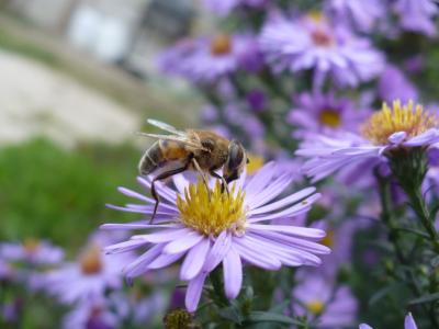 黛西, 蜜蜂, 花, 昆虫, 花粉, 花香, 蜜蜂