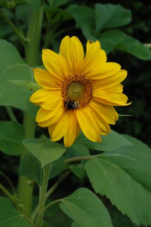 蜜蜂, 花, 向日葵, 昆虫