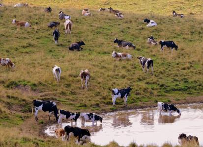 牛群, 饮料, 母牛, 牧场, 普拉托, 动物, bovino