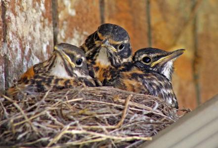 鸟宝宝, 小知更鸟, 鸟, 巢中的婴儿, 幼鸟, 年轻, 可爱