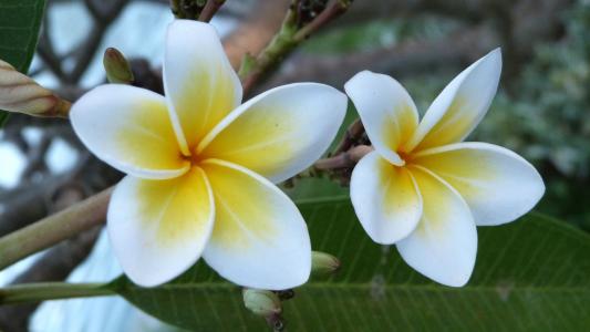 巴厘岛, 花, 鸡蛋花, 白色, 黄色, 自然, 植物
