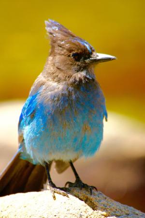 鸟, 蓝色, na, 自然, 野生动物, 羽毛