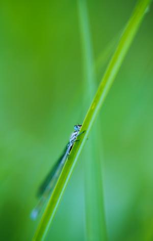 小蜻蜓, 草, 昆虫, 蜻蜓, 眼睛, 自然, 蓝色