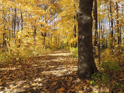 橡树, 橡树, 秋天, 路径, 森林, 户外, 自然