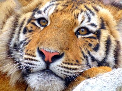 老虎, 动物, 动物园, 野生动物, 在野外的动物, 一种动物, 条纹