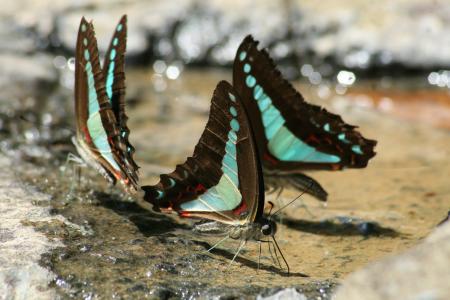 蝴蝶, 澳大利亚, 昆虫