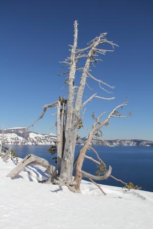 雪, 树, 火山口, 湖, 冬天, 自然, 感冒