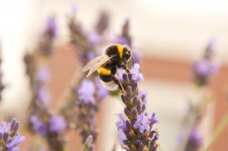 大黄蜂, 黄色, 白色, 黑色, 自然, 昆虫, 美丽