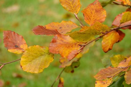 秋天的落叶, 山毛榉, 山毛榉, 五颜六色的树叶, 秋天的颜色, 金色的秋天, 山毛榉森林