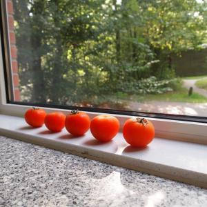 西红柿, 窗台, 红色, 成熟的, 照明, 太阳, 叶子