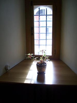 花, 太阳, 窗口