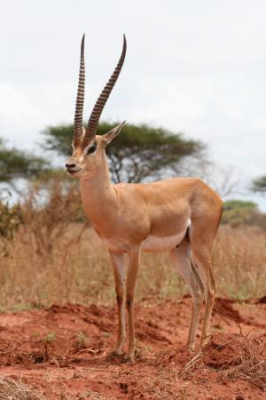 瞪羚, 肯尼亚, 野生动物园, 非洲