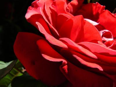 红玫瑰, 浪漫, 浪漫, 上升, 春天, 红色, 花