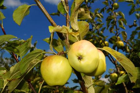 树上苹果, 苹果, 水果, 弗里施, 健康, 食品, 花园